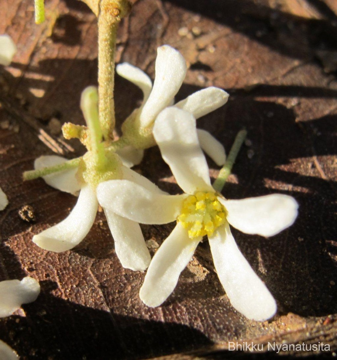 Aleurites moluccanus (L.) Willd.